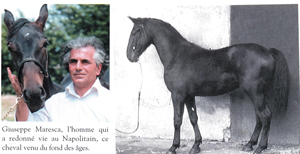 LE CHEVAL NAPOLITAIN, 
UNE LÉGENDE VIVANTE