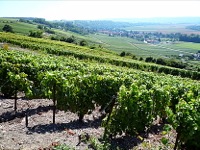 DE CHZY  SAACY  TRAVERS LE VIGNOBLE DANS LA VALLE DE LA MARNE