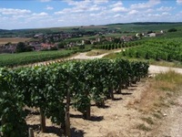 VIGNOBLES EN VALLE DE MARNE ENTRE CHTEAU THIERRY ET NOGENT L