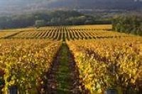 LES VIGNES AUX COULEURS DE L