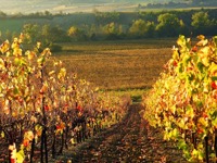 A PARTIR DE SACY SUR MARNE : BORDS DE MARNE ET VIGNES.