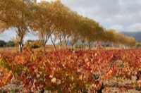 LES VIGNES AUX COULEURS DE L