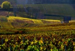 DORMANS, LE VIGNOBLE CHAMPENOIS AUX COULEURS DE LAUTOMNE