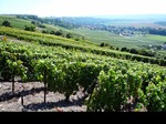 LE VIGNOBLE AUX COULEURS DE L