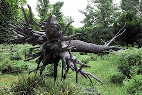 GIUSEPPE PENONE SCULPTEUR - CON L’ORECCHIO ALL’ALBERO 